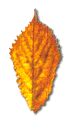 leaf2.gif