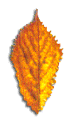 leaf3.gif