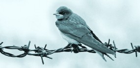 Simon Laks’ *L’Hirondelle inattendue* in Salzburg