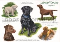 Classics Card - Labrador